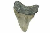 Serrated, Fossil Megalodon Tooth - North Carolina #340856-1